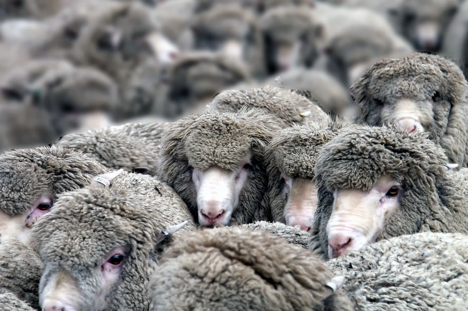 Close-up of Merino sheep with dense wool fleeces