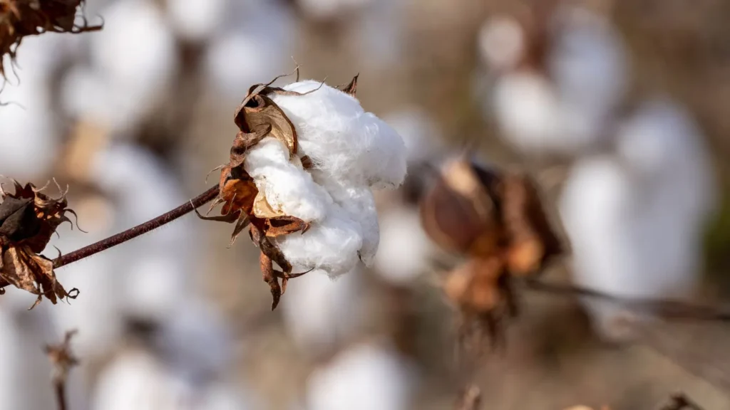 Open cotton boll showing white fibers on the plant